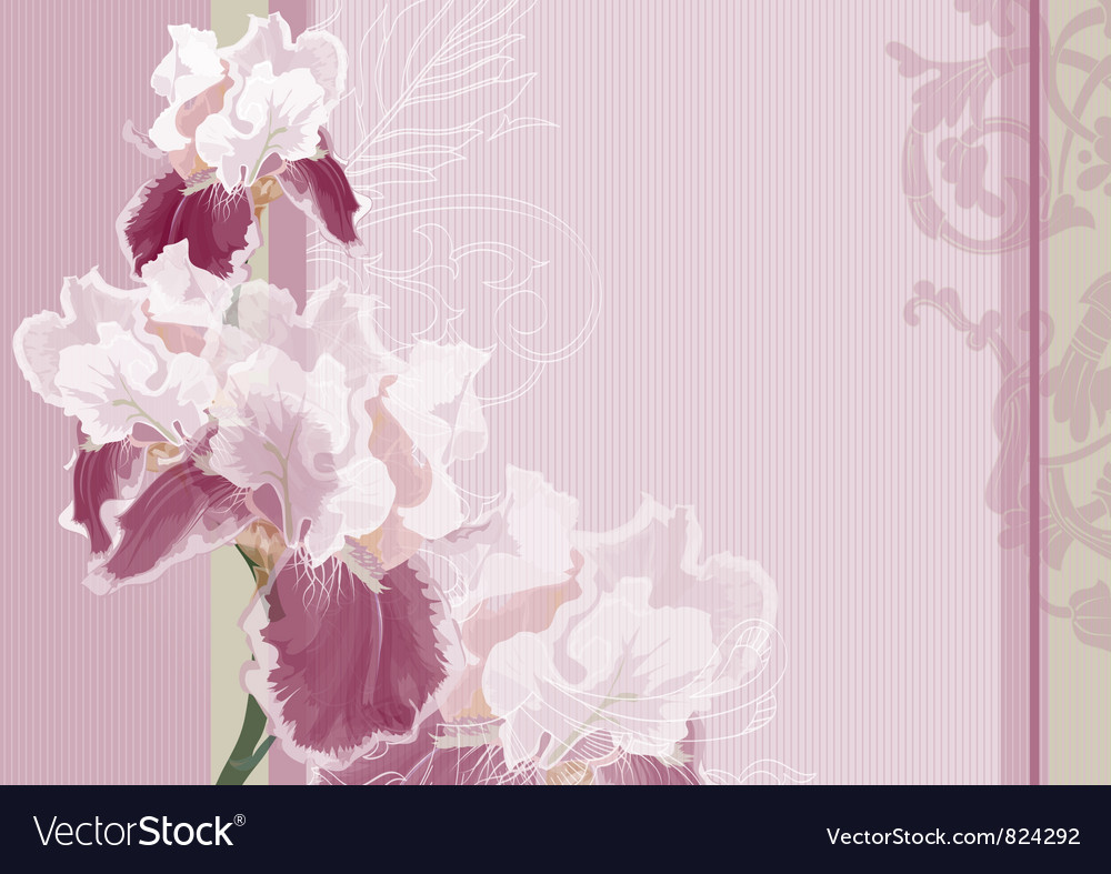 Irises on a pink background