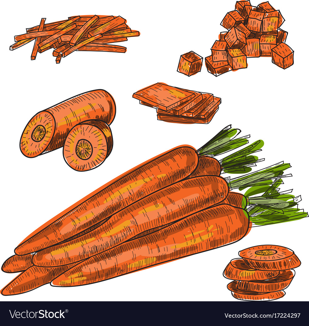 Разрез моркови рисунок