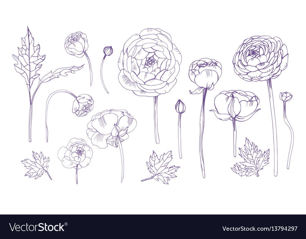 Hand drawn outline floral elements set collection