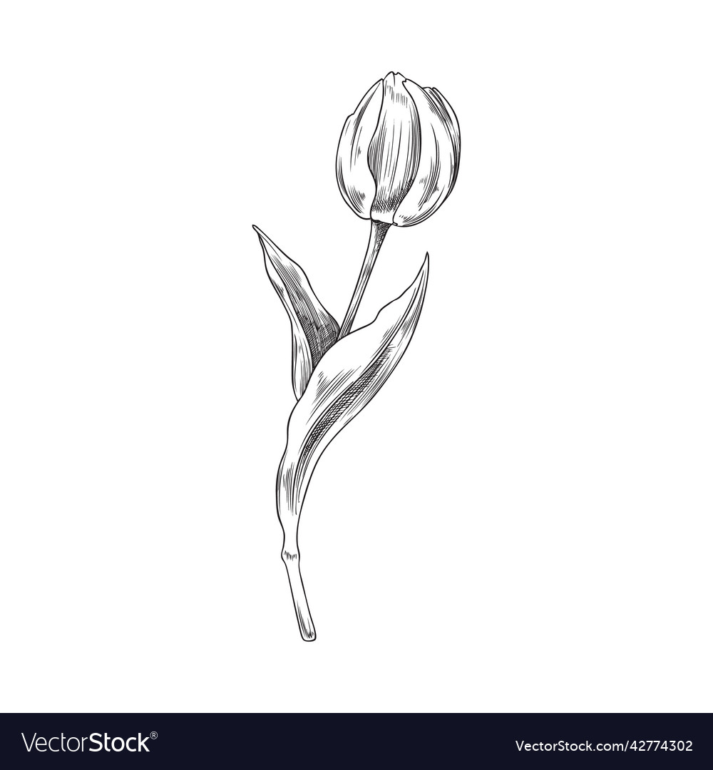 Beautiful tulip flower with blooming head Vector Image