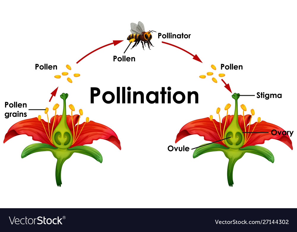 Diagram showing pollination with flower and bee Vector Image