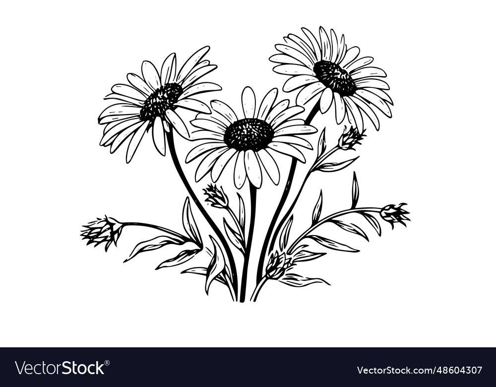 Hand drawn chamomile ink sketch daisy bouquet Vector Image