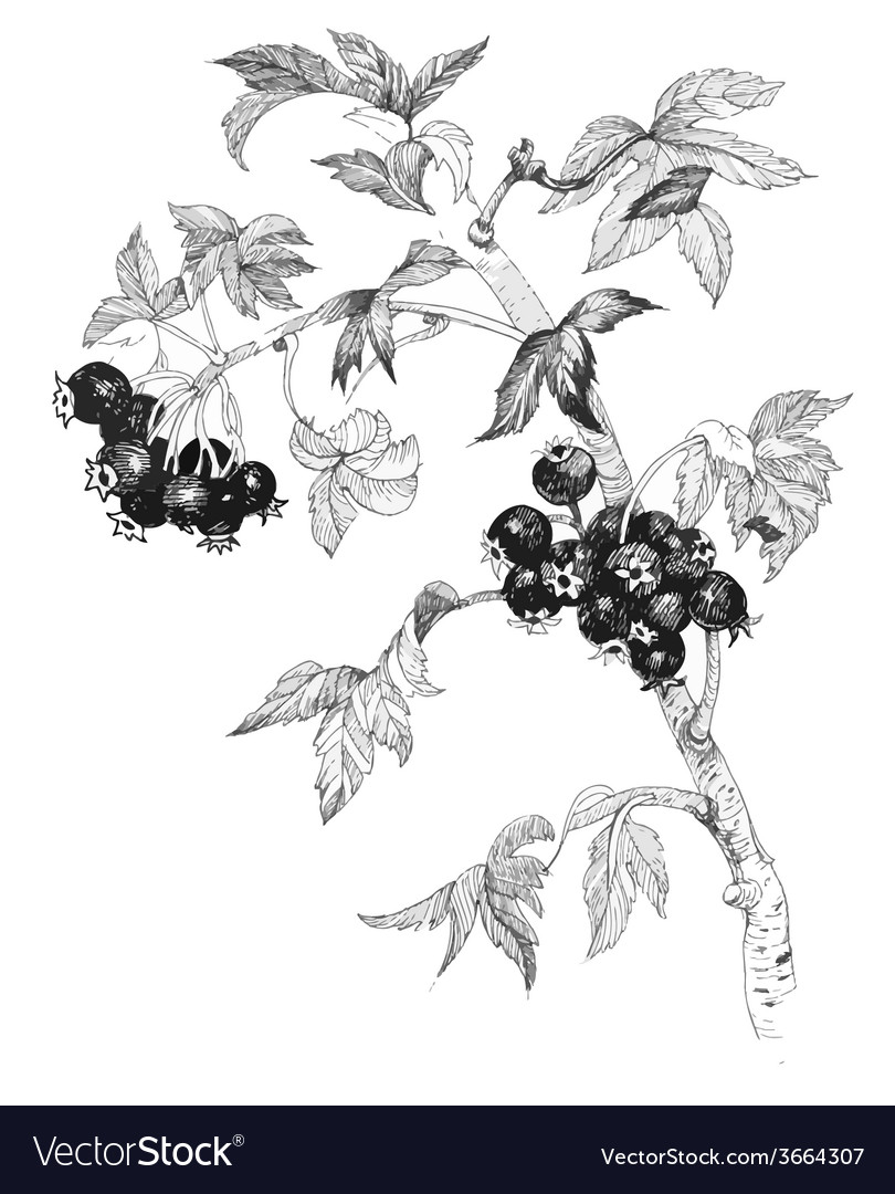 Шиповник рисунок графика