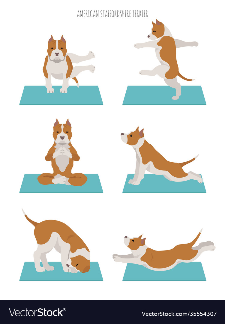 Yoga dogs poses and exercises poster design