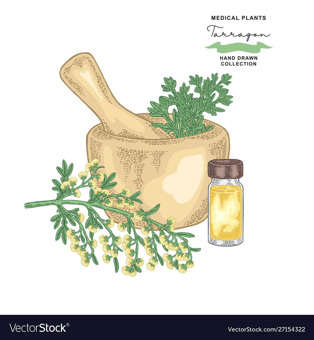 Tarragon leaves and flowers medical plants set Vector Image