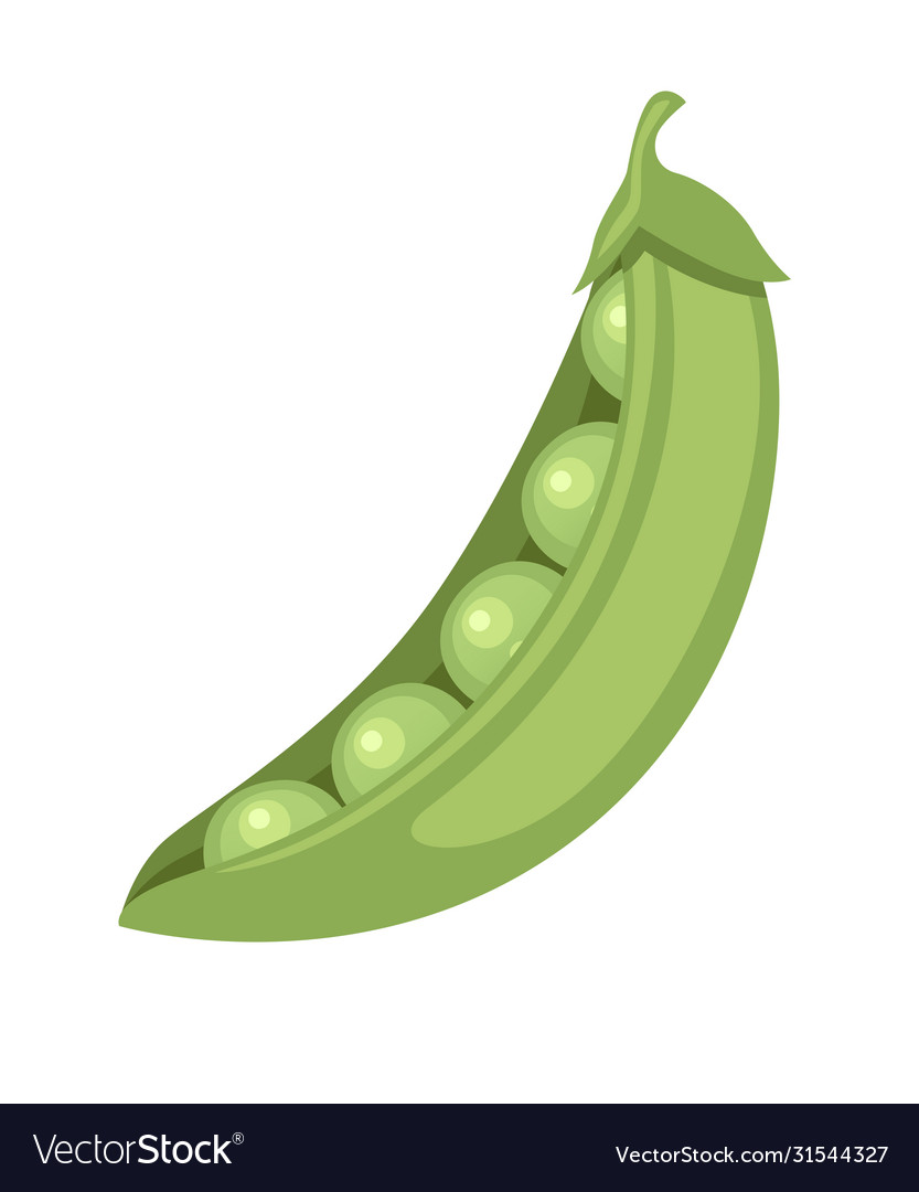 Green peas in pod fresh food flat isolated Vector Image