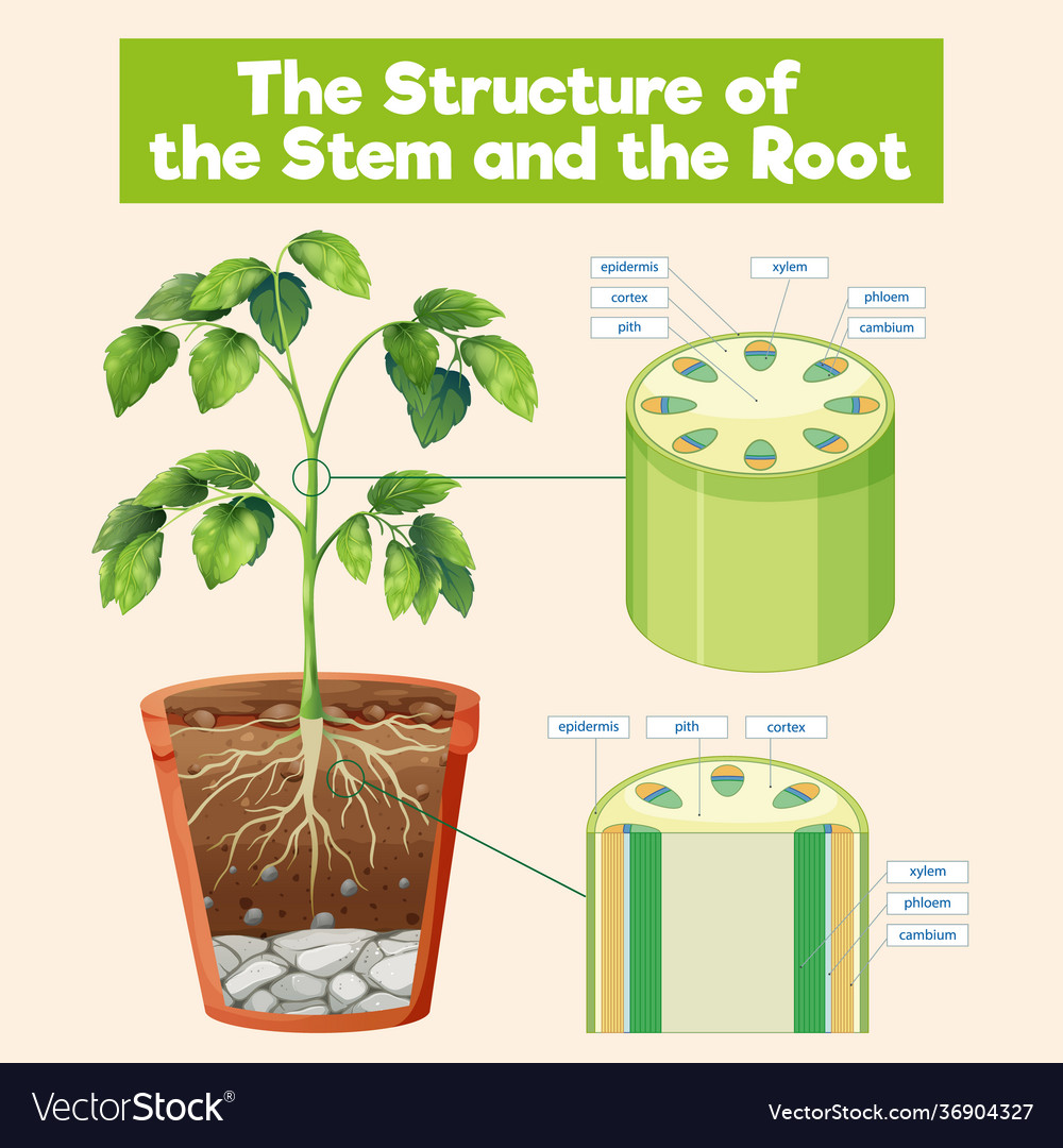 Structure stem and root Royalty Free Vector Image