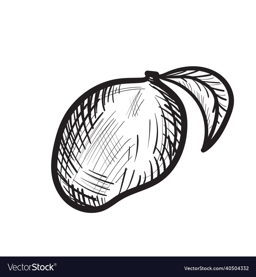 Hand drawn sketched mango isolated exotic fruit Vector Image