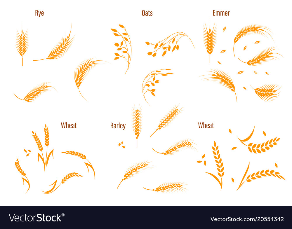 Wheat ear symbols for logo design Royalty Free Vector Image