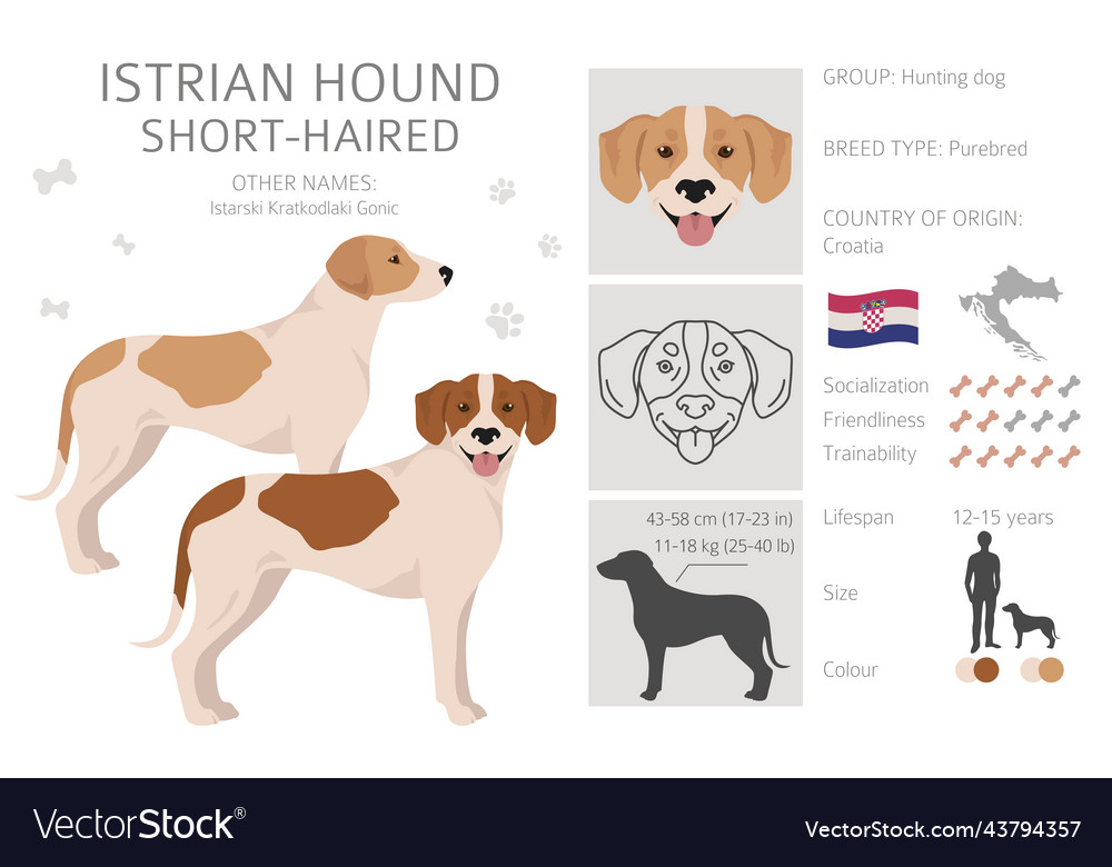 Short best sale haired hound