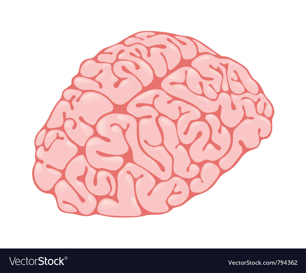 Pink brain vertical view Royalty Free Vector Image