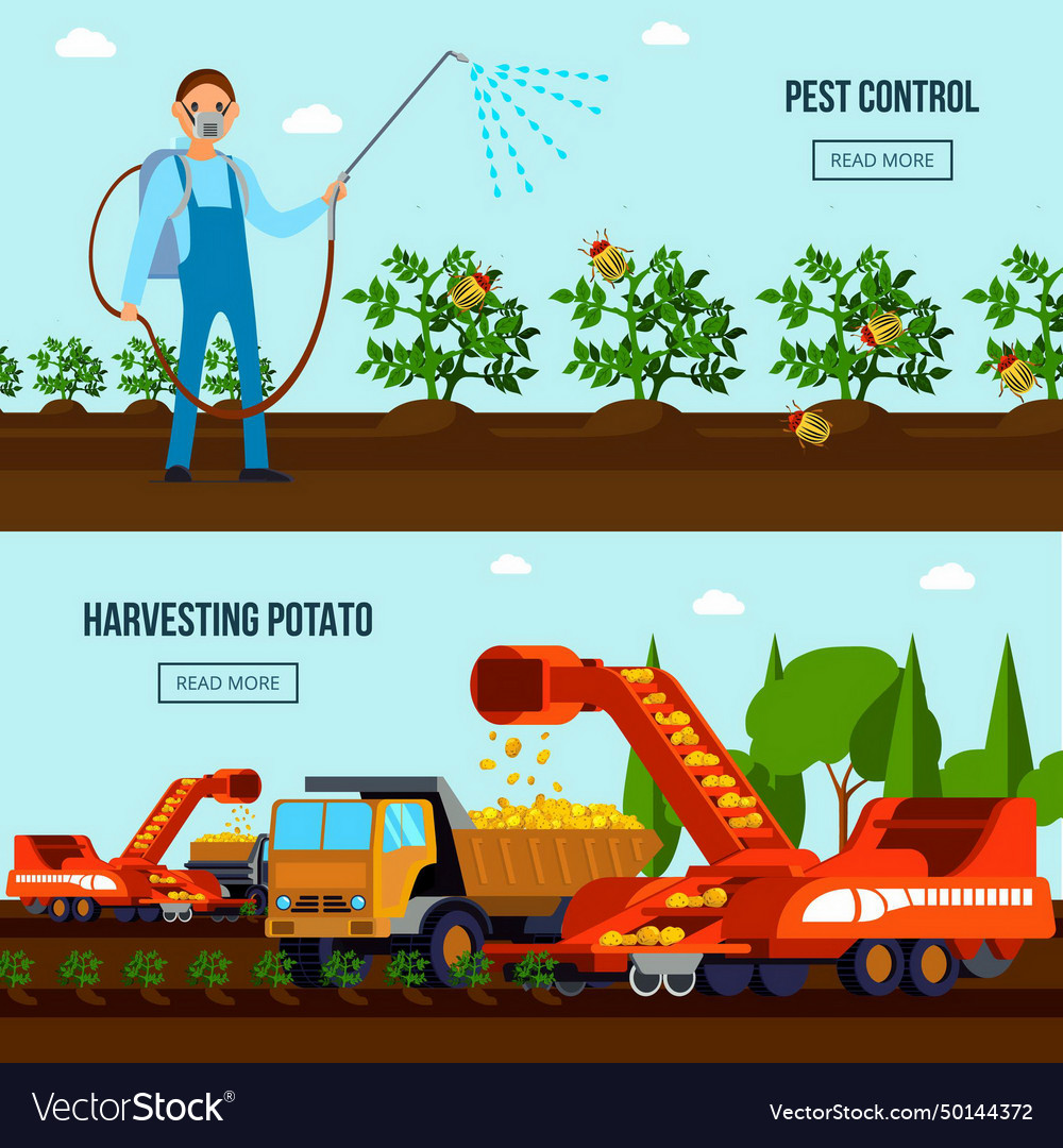 Potato cultivation flat compositions with pest vector image Potato cultivation flat compositions with pest