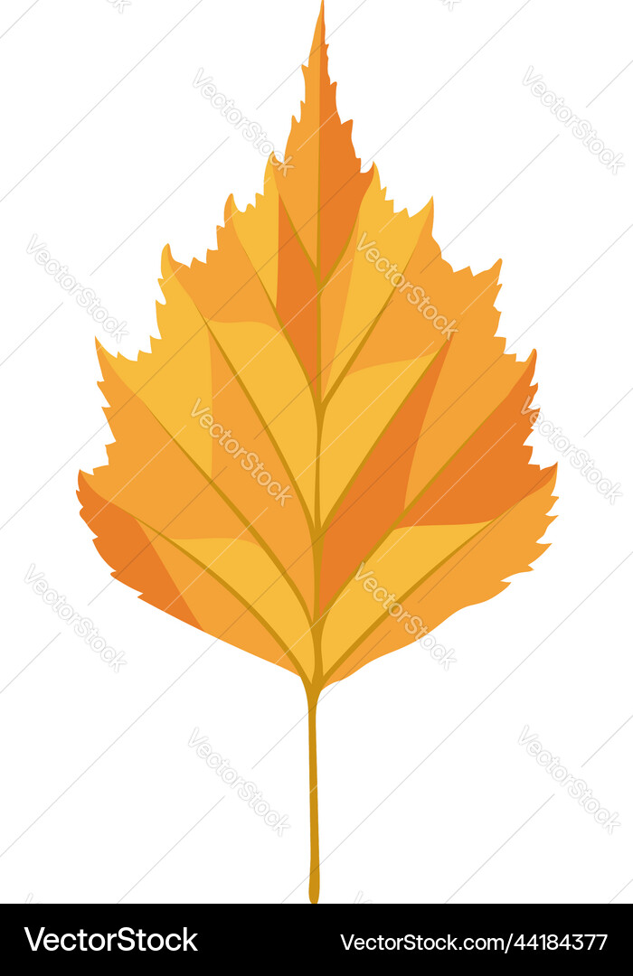 Birch tree leaf Royalty Free Vector Image - VectorStock
