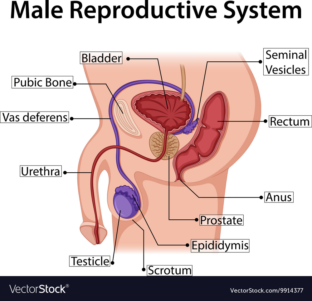 males reproductive system