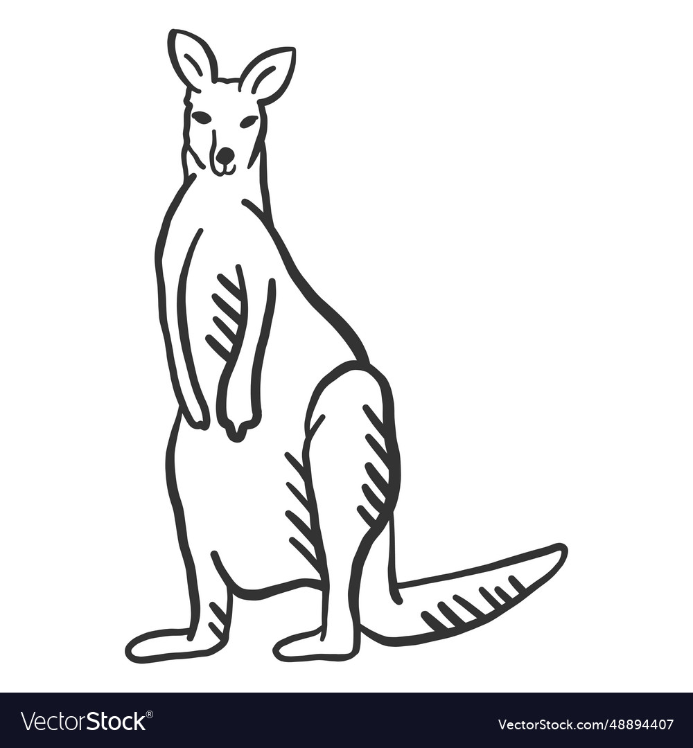 Kangaroo leg tail ear doodle animal Royalty Free Vector