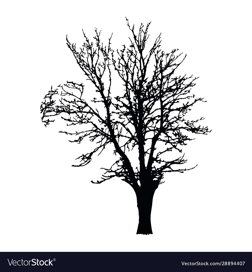 Realistic tree silhouette isolated on white Vector Image