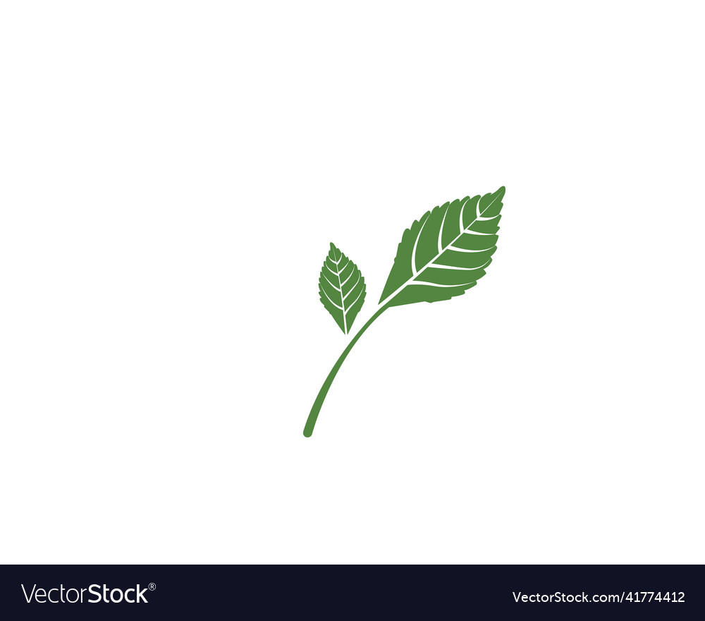 Mint leaf Royalty Free Vector Image VectorStock