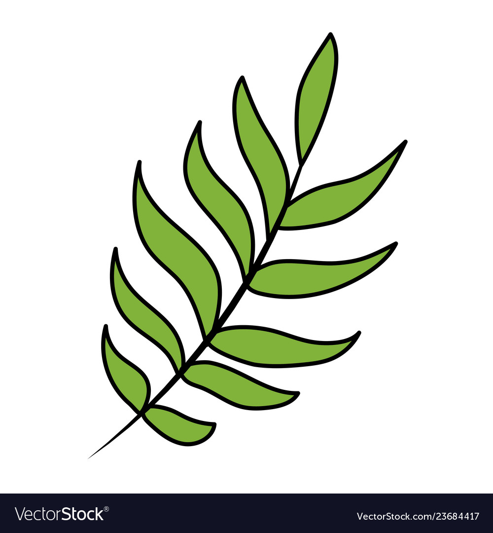 Tropical palm leaf cartoon Royalty Free Vector Image