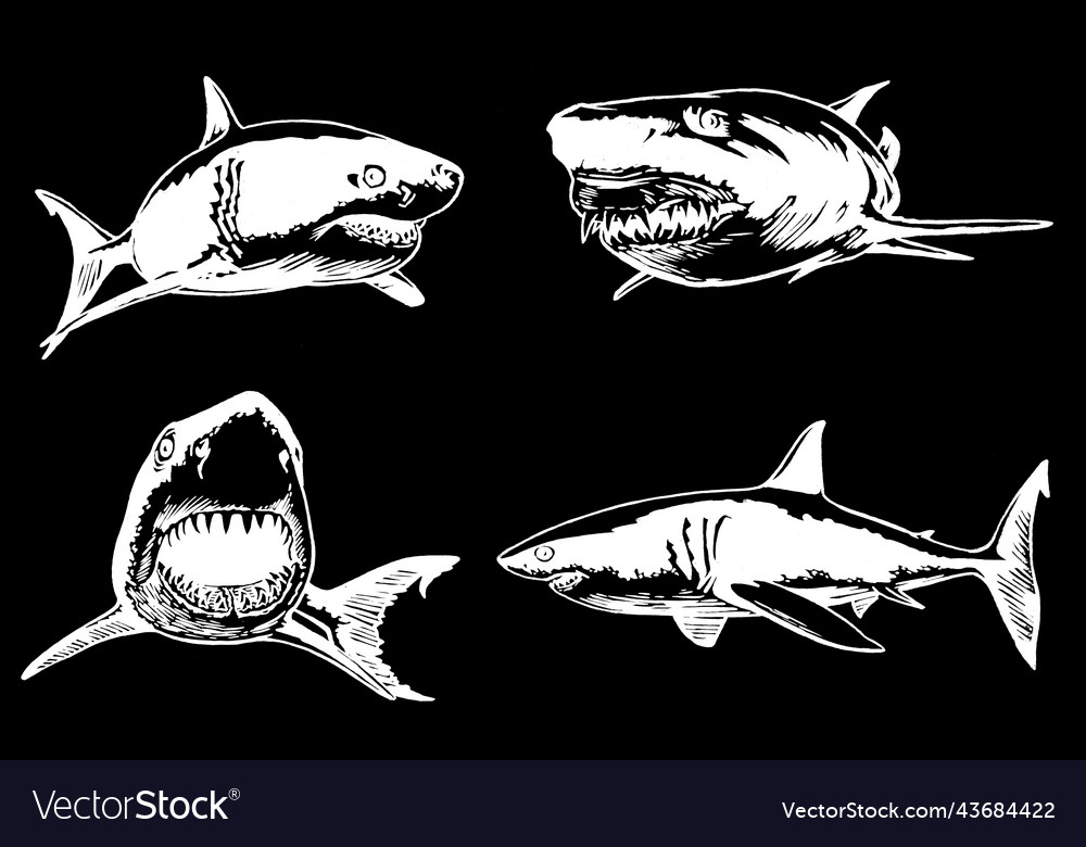 Graphical set of sharks isolated on black marine