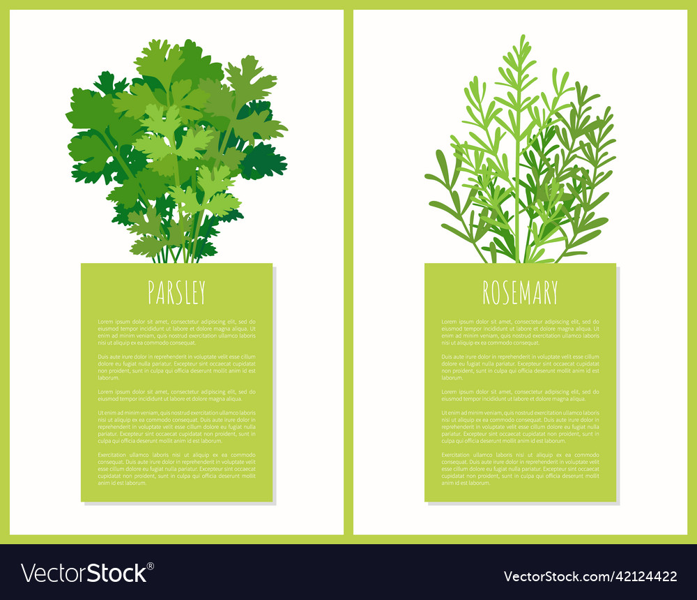 Parsley and rosemary greenery set poster Vector Image