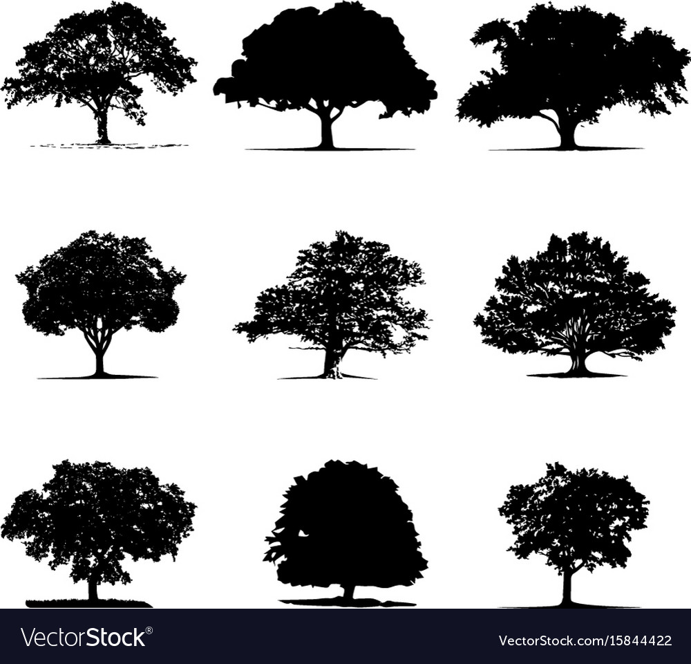 Tree silhouette Royalty Free Vector Image - VectorStock