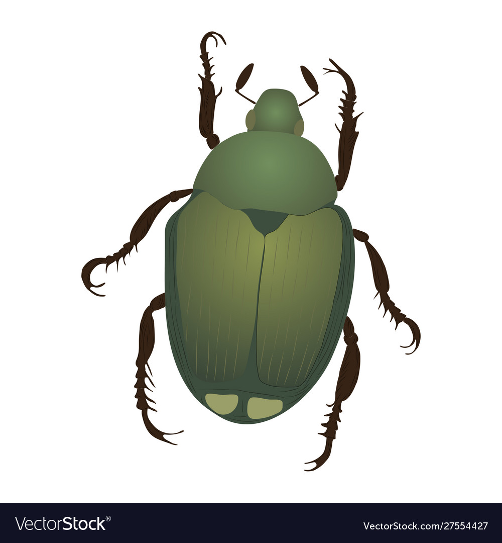 Japanese beetle Royalty Free Vector Image - VectorStock