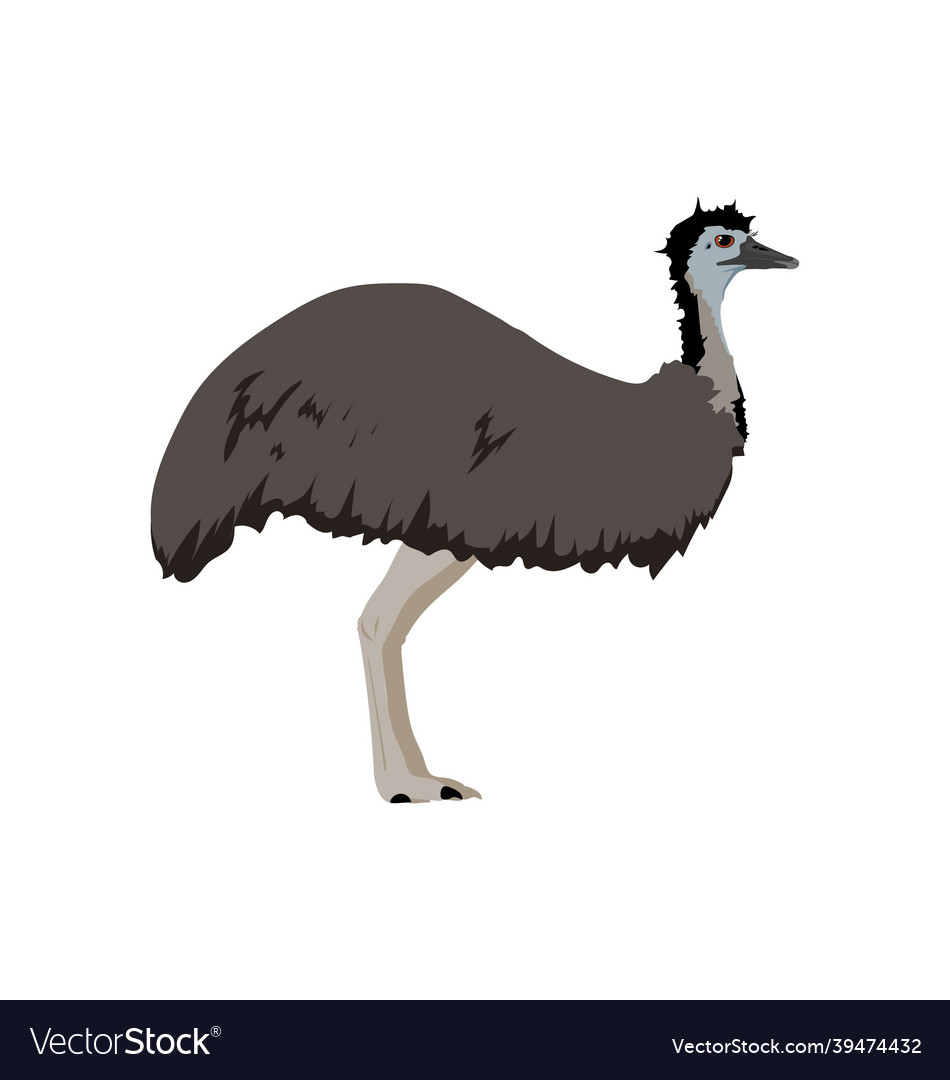 Dromaius novaehollandiae - emu - side view Vector Image