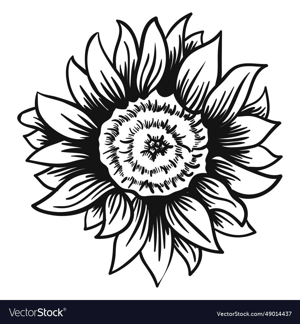 Sunflower Head Stroke Royalty Free Vector Image