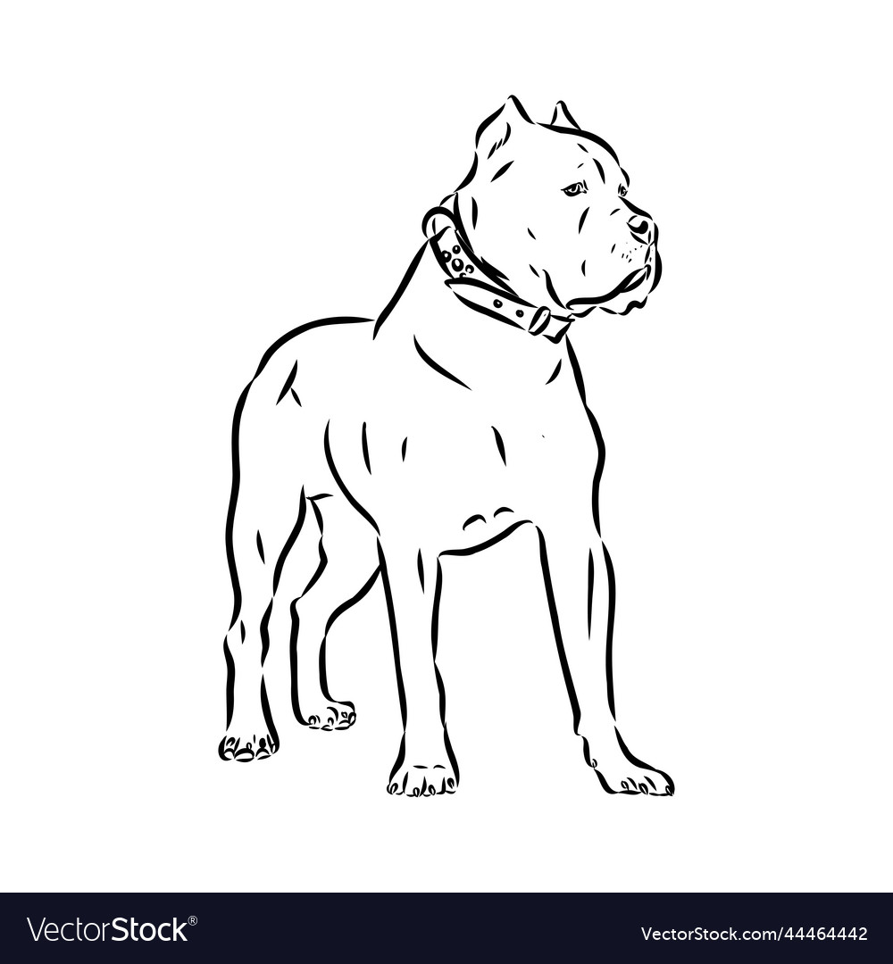 Dog cane corso italiano isolated in black color Vector Image