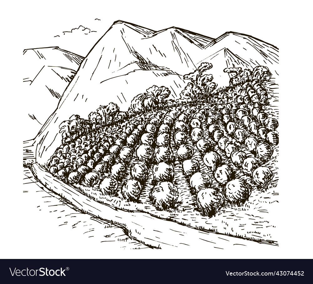 Coffee plantation landscape in graphic style hand Vector Image