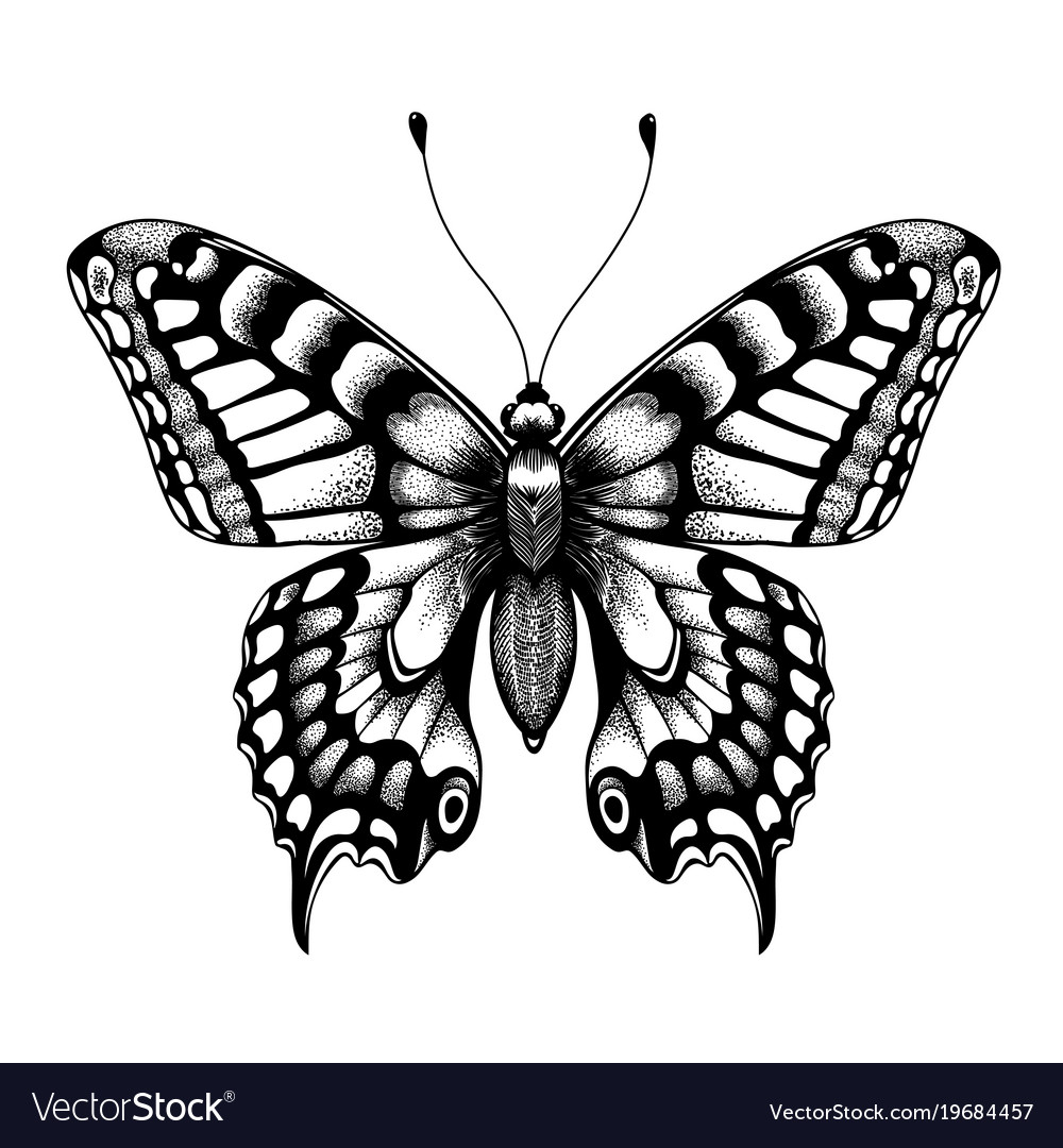 Butterfly silhouettes Black outline butterflies tattoo graphic tropical  cute insects Metamorphosis and spring symbols isolated vector set 21692530  Vector Art at Vecteezy