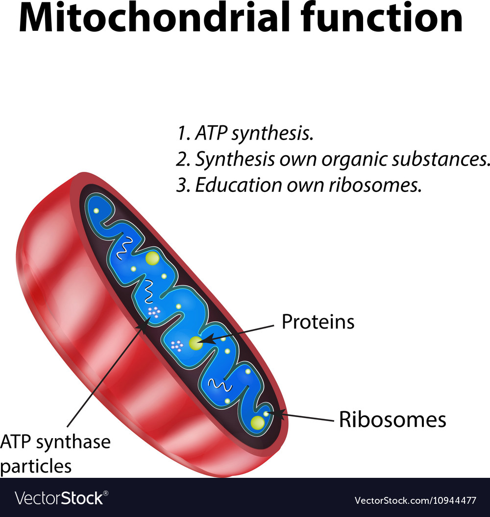 Mitochondria structure mitochondrial function Vector Image