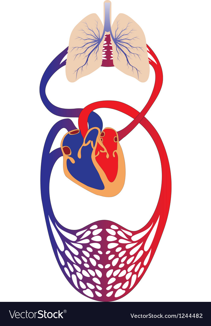 Blood circulation system human Royalty Free Vector Image