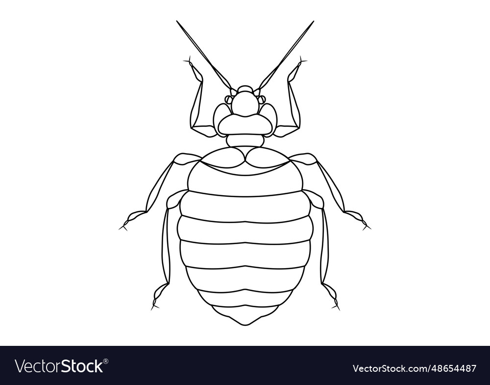 Black and white bed bug clipart coloring page