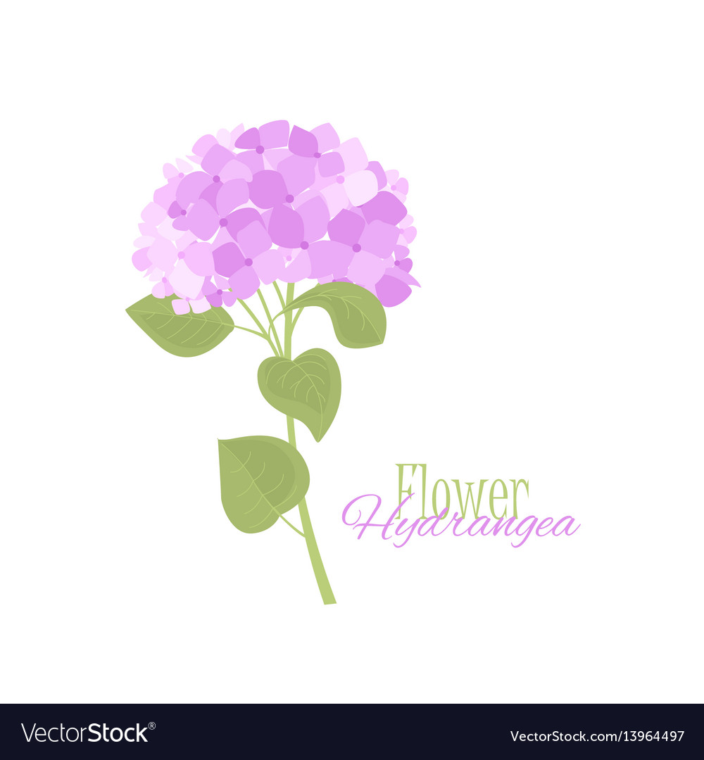 Hydrangea flower Royalty Free Vector Image - VectorStock