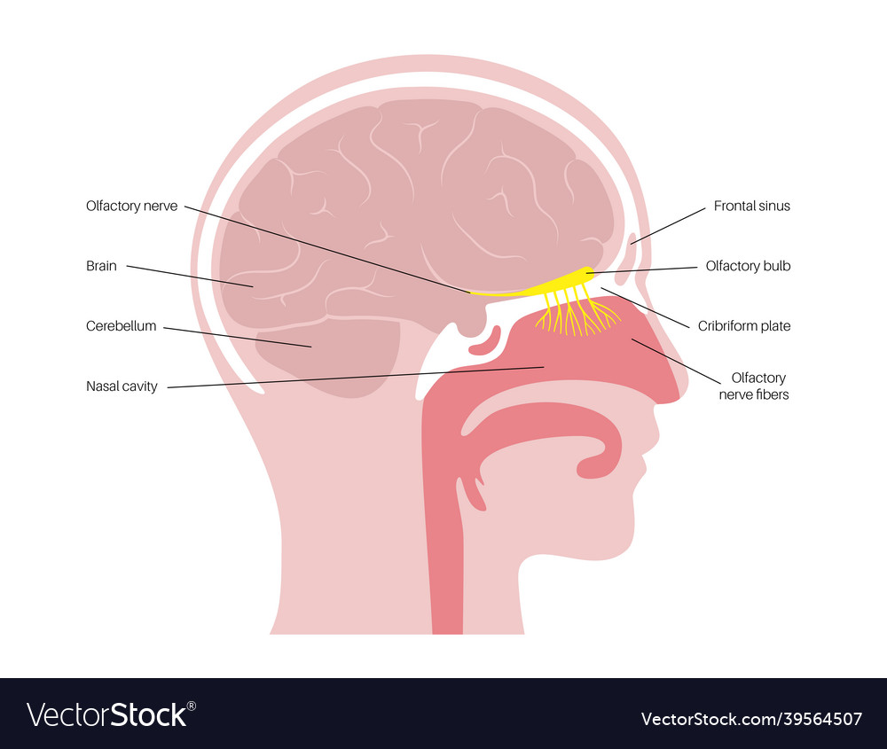 Olfactory nerve anatomy Royalty Free Vector Image