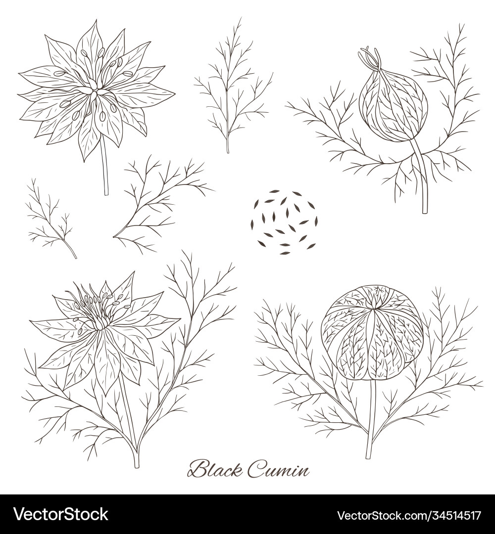 Black cumin -01 Royalty Free Vector Image - VectorStock