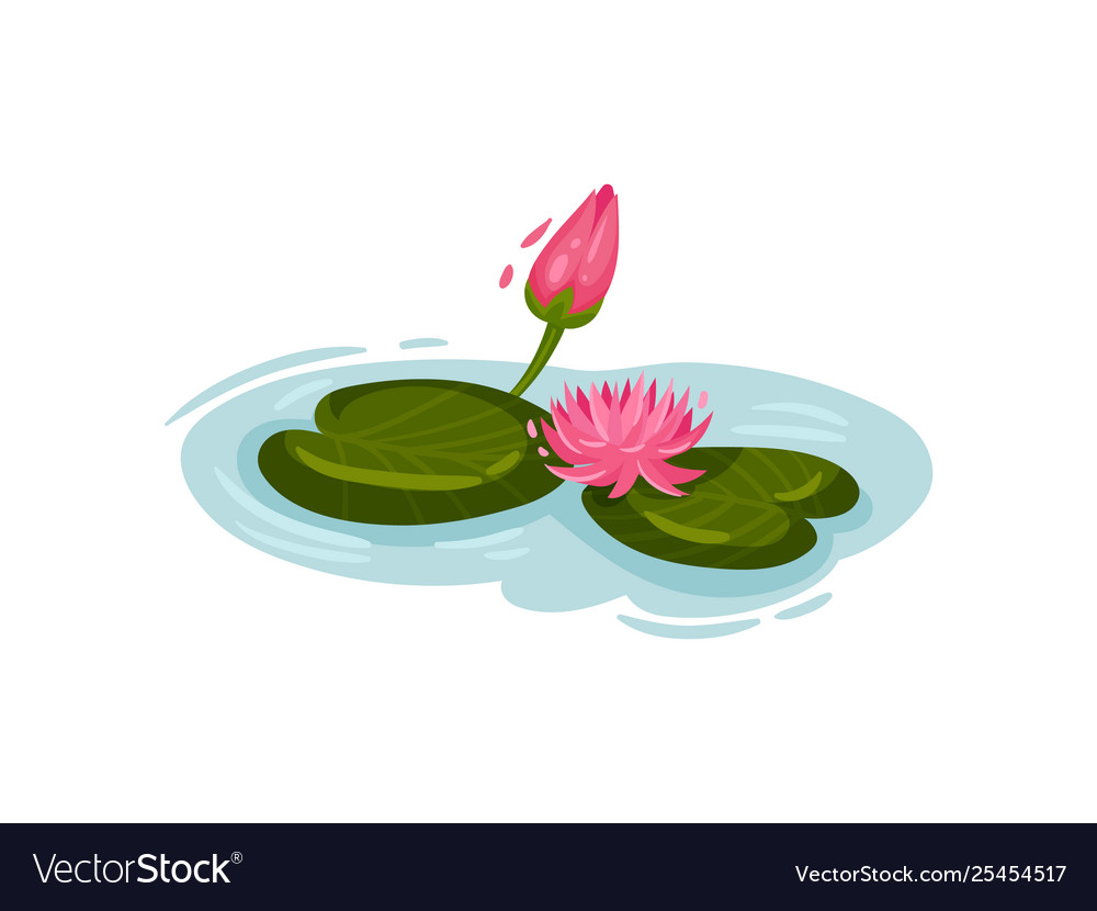 Two pink water lilies on water Royalty Free Vector Image