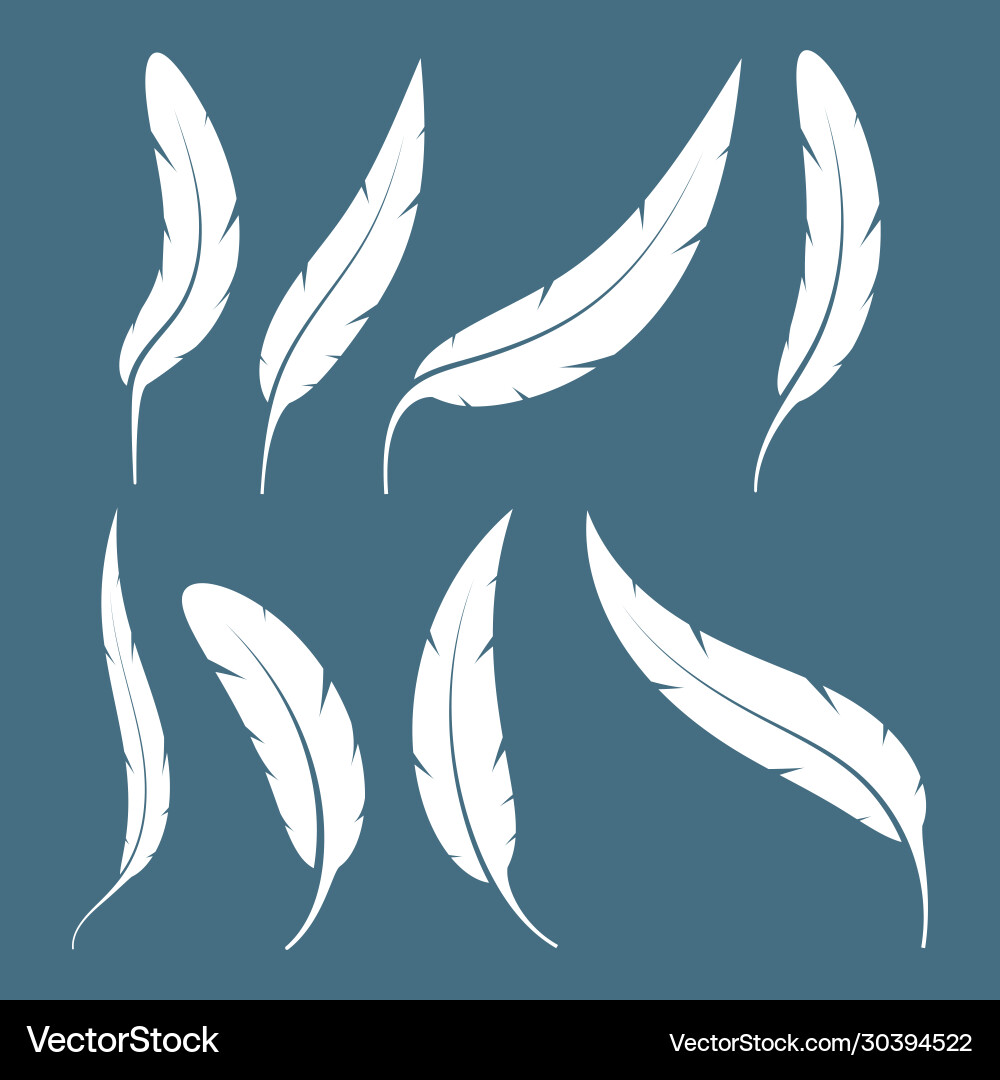 Set bird feathers Royalty Free Vector Image - VectorStock