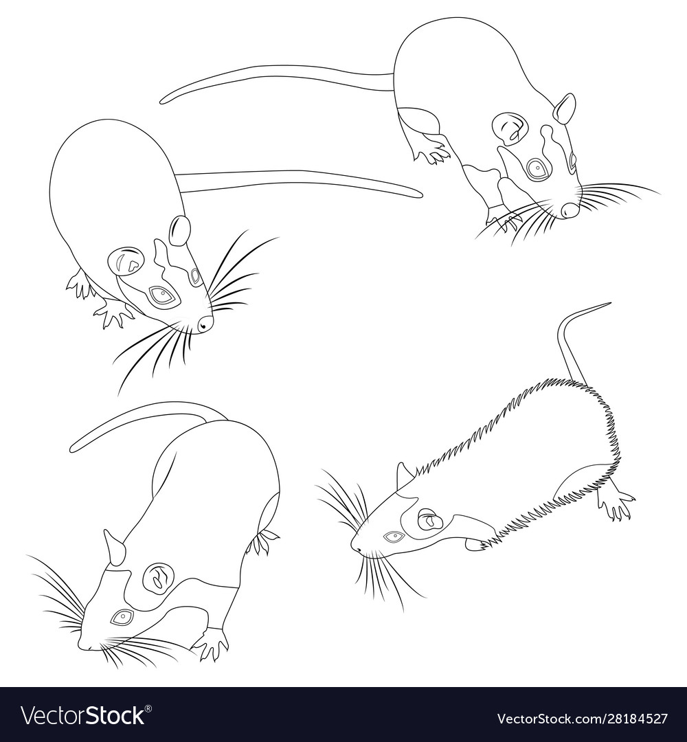 Coloring pet rat decorative domestic cute Vector Image