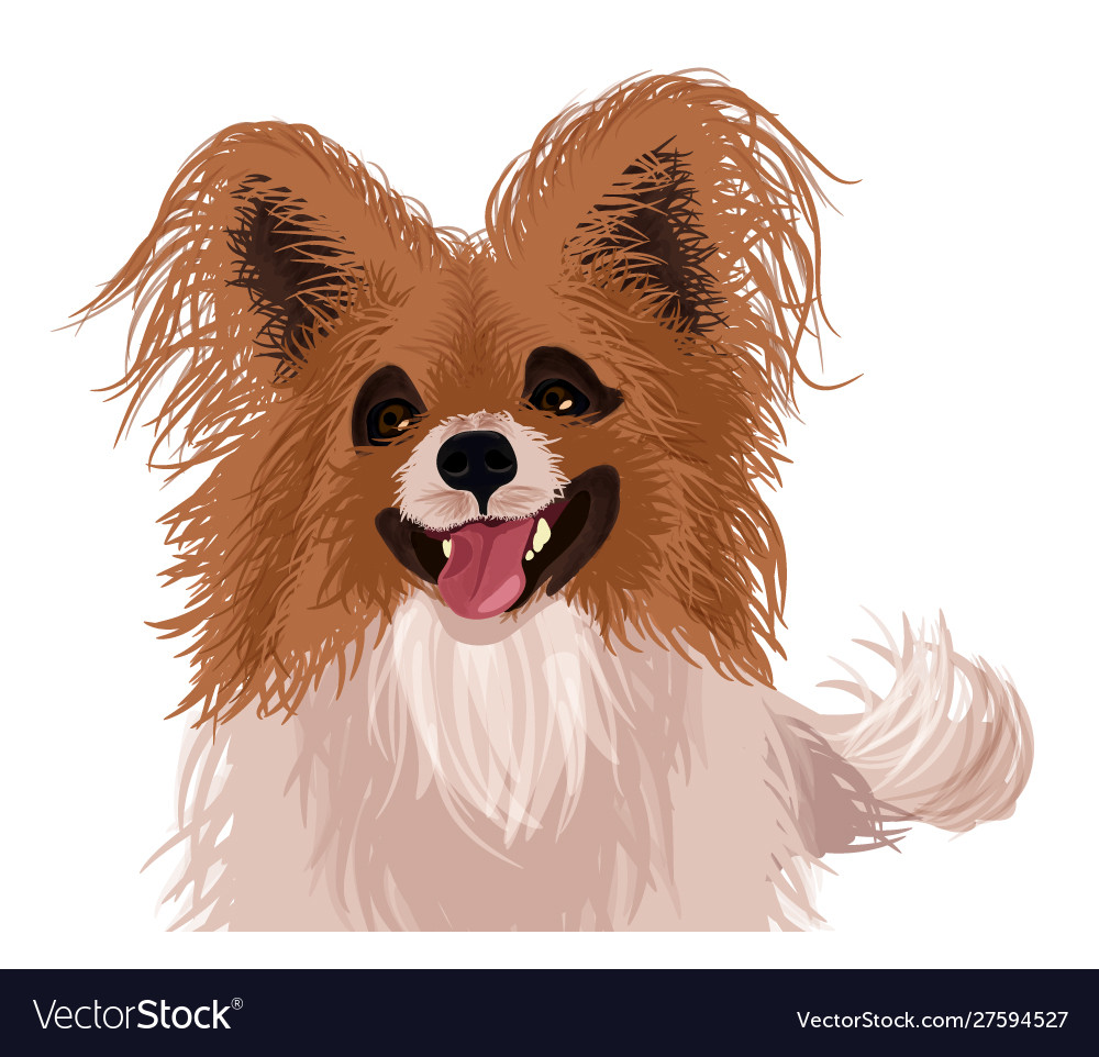 Papillon Royalty Free Vector Image - VectorStock