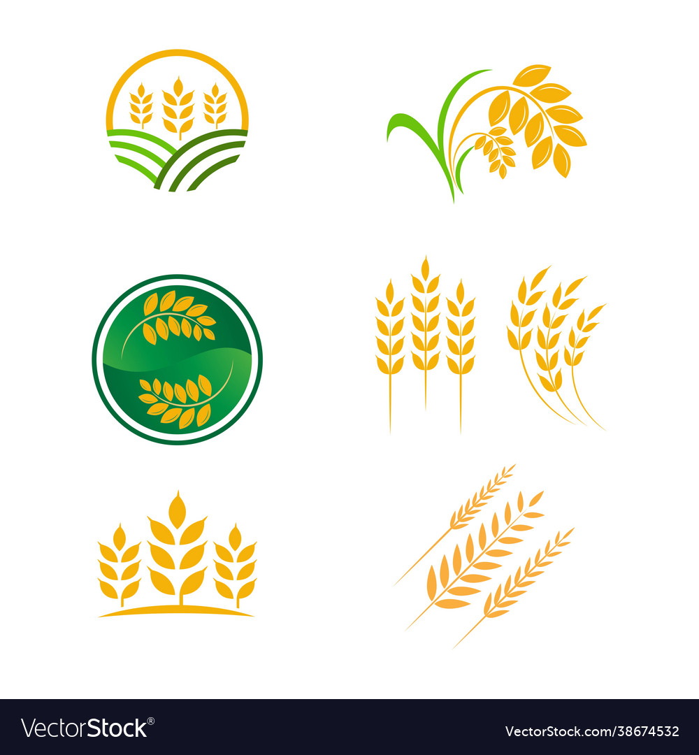 Agriculture wheat rice icon design Royalty Free Vector Image