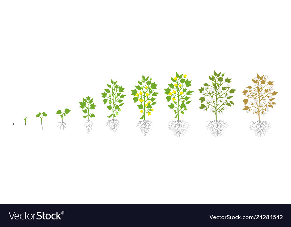 Growth stages cotton plant plant increase Vector Image