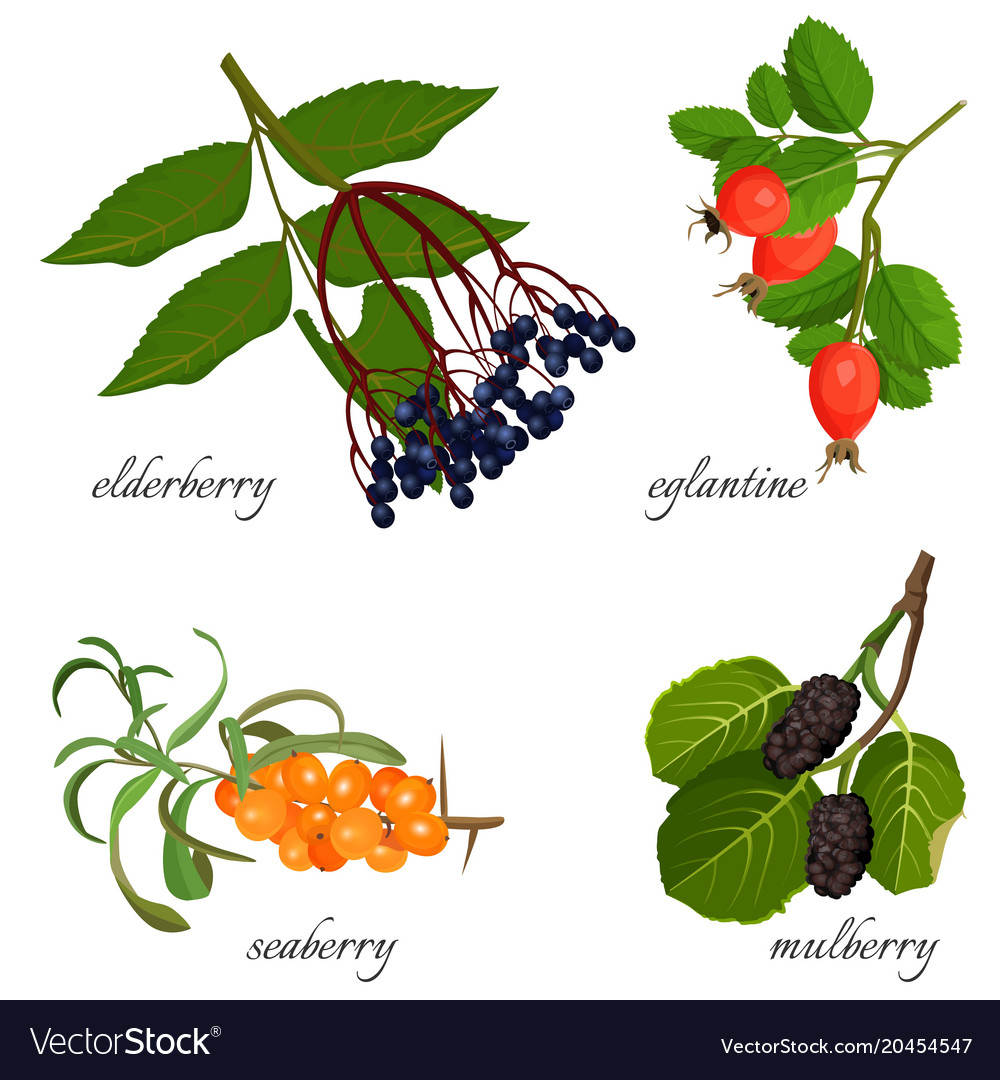 Blue elderberry ripe eglantine fresh seaberry Vector Image