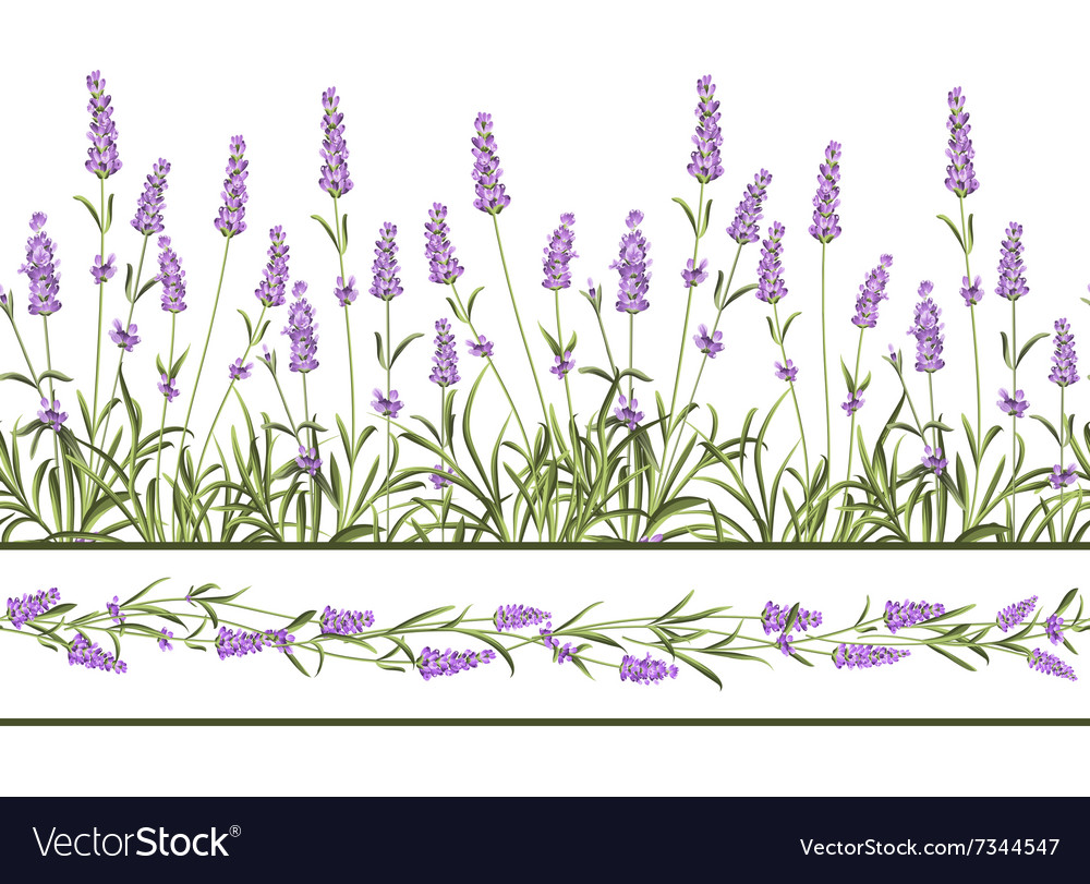 The lavender seamless frame line Royalty Free Vector Image