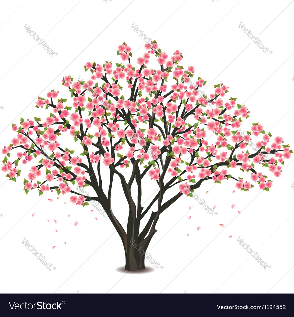 Japanese cherry tree blossom over white Royalty Free Vector