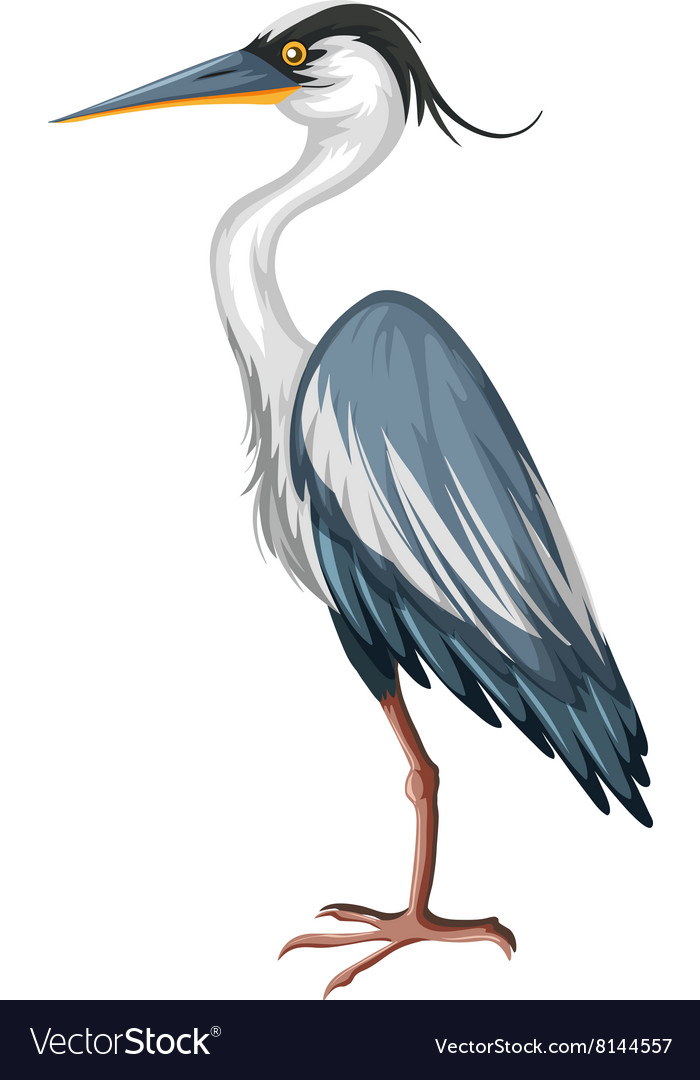 Crane with gray feather Royalty Free Vector Image