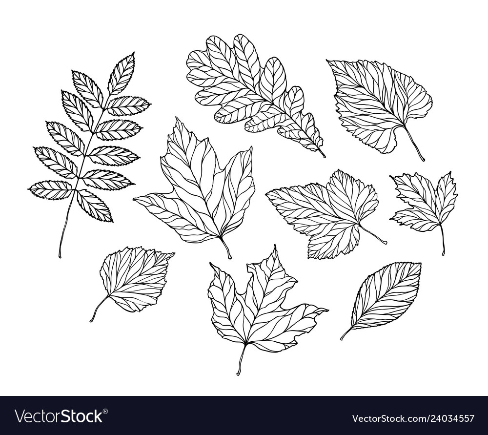 Set of leaves nature foliage sketch decorative Vector Image