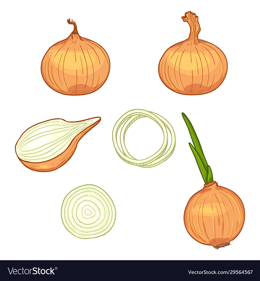 Cartoon set yellow onion Royalty Free Vector Image