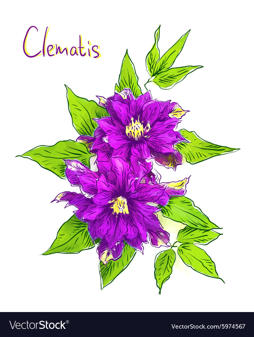 Clematis sketch with watercolor imitation texture